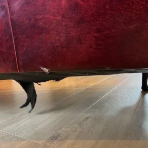 Chesterfield sofa - Queen Anne high wing back three seater, decent condition - oxblood ox blood red - Image 4