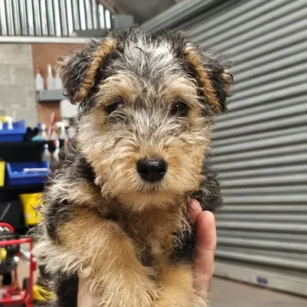 Lakeland terrier female pup