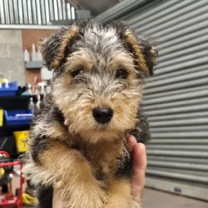 Lakeland terrier female pup