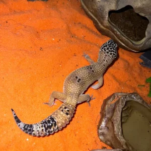 Leopard gecko and full Exo Terra setup 45x45x30cm - Image 2