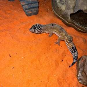 Leopard gecko and full Exo Terra setup 45x45x30cm - Image 3