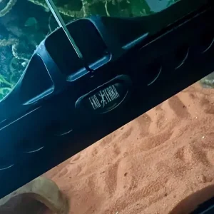 Leopard gecko and full Exo Terra setup 45x45x30cm - Image 7