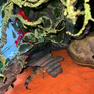 Leopard gecko and full Exo Terra setup 45x45x30cm - Image 8