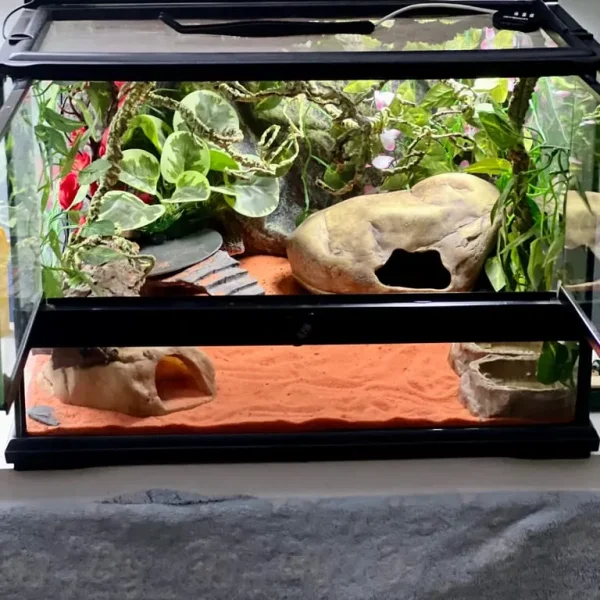 Leopard gecko and full Exo Terra setup 45x45x30cm