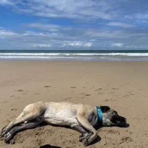 Mastiff looking for his forever home - Image 2