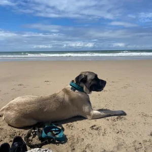 Mastiff looking for his forever home - Image 3