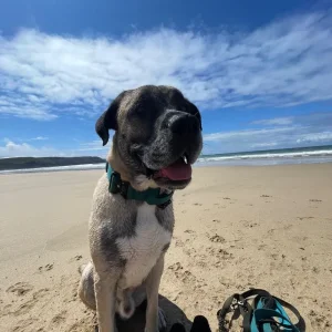 Mastiff looking for his forever home - Image 4