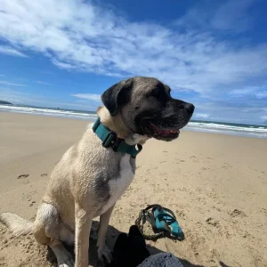 Mastiff looking for his forever home - Image 5