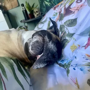 Mastiff looking for his forever home - Image 6