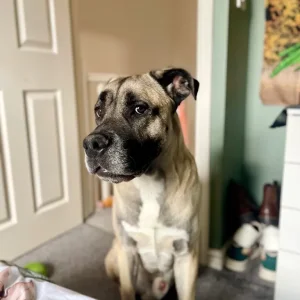 Mastiff looking for his forever home - Image 7