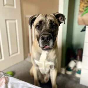 Mastiff looking for his forever home - Image 8