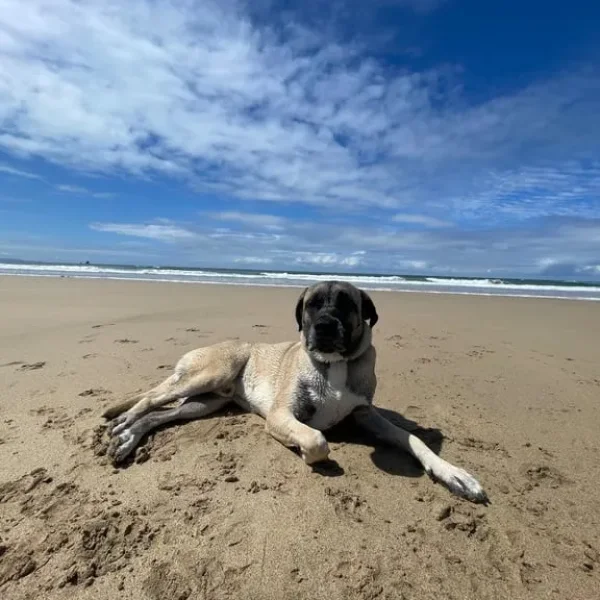 Mastiff looking for his forever home