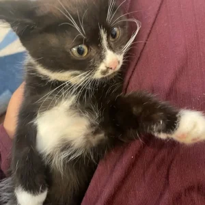 little cute kitten - Image 2