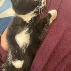 little cute kitten - Image 3