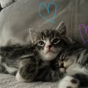 £60 Brown tabby, £70 grey tabby, £140Fluffy tabby - Image 2