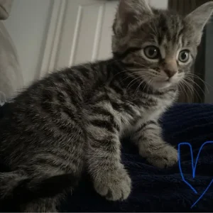 £60 Brown tabby, £70 grey tabby, £140Fluffy tabby - Image 3