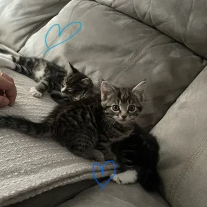 £60 Brown tabby, £70 grey tabby, £140Fluffy tabby - Image 4