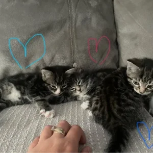 £60 Brown tabby, £70 grey tabby, £140Fluffy tabby - Image 5