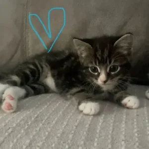 £60 Brown tabby, £70 grey tabby, £140Fluffy tabby - Image 6