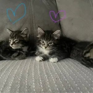 £60 Brown tabby, £70 grey tabby, £140Fluffy tabby - Image 7