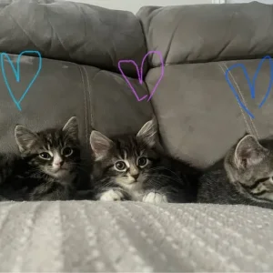 £60 Brown tabby, £70 grey tabby, £140Fluffy tabby - Image 8