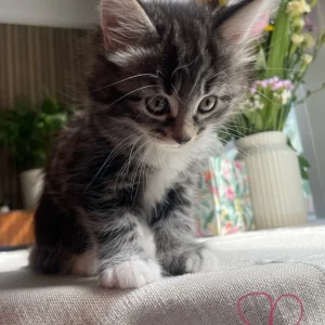 £60 Brown tabby, £70 grey tabby, £140Fluffy tabby