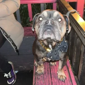 3year old Frenchie - Image 2