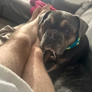 3year old Frenchie - Image 3