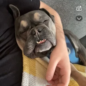 3year old Frenchie - Image 4