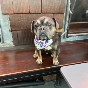 3year old Frenchie - Image 5