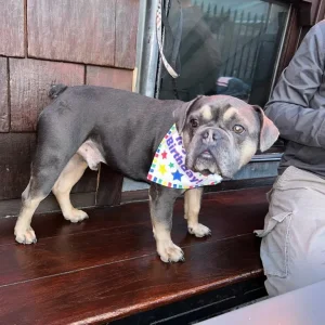 3year old Frenchie - Image 6