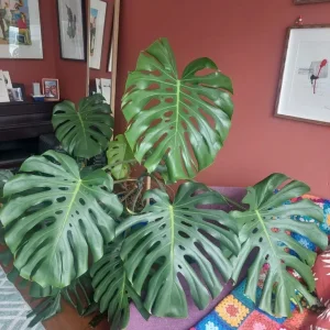 Beautiful Healthy Monstera Deliciosa - Image 2
