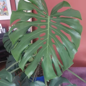 Beautiful Healthy Monstera Deliciosa - Image 3