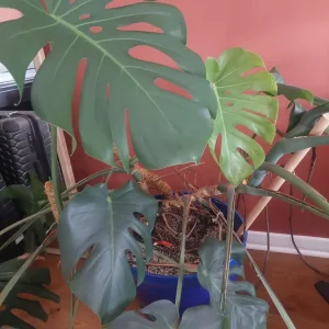 Beautiful Healthy Monstera Deliciosa - Image 4