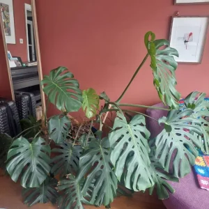 Beautiful Healthy Monstera Deliciosa