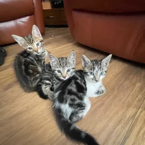 Kittens - Image 2