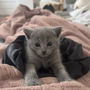 Pure russian blue female kitten - Image 2