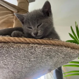 Pure russian blue female kitten - Image 3