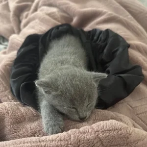 Pure russian blue female kitten - Image 4