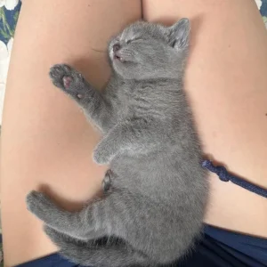 Pure russian blue female kitten - Image 5
