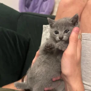 Pure russian blue female kitten - Image 6