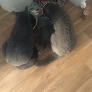 Pure russian blue female kitten - Image 7