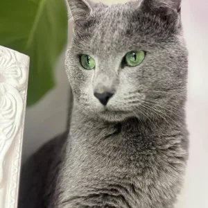 Pure russian blue female kitten - Image 8