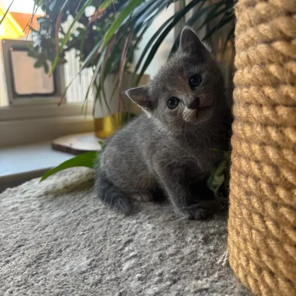 Pure russian blue female kitten