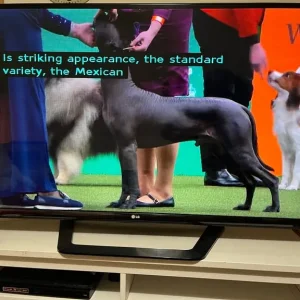 LG 55” 55LM64 or 55LM640T TV with horizontal line issue