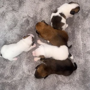 Pomeranian and jack russel mix pups - Image 2