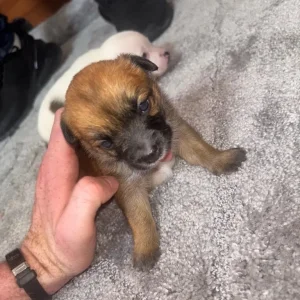 Pomeranian and jack russel mix pups - Image 3