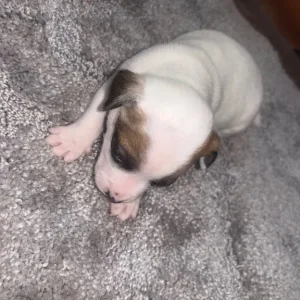 Pomeranian and jack russel mix pups - Image 4