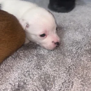 Pomeranian and jack russel mix pups - Image 5