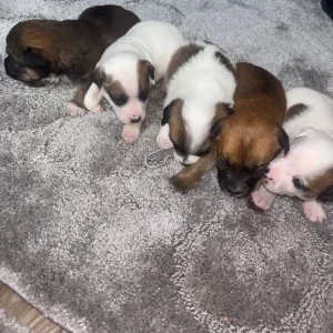 Pomeranian and jack russel mix pups - Image 6